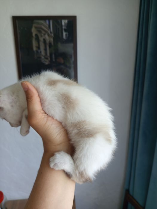 Котенок,в надёжные руки
