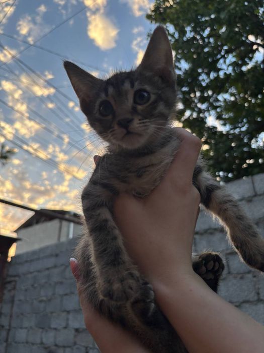 Пристраиваются самые красивые и умные котята