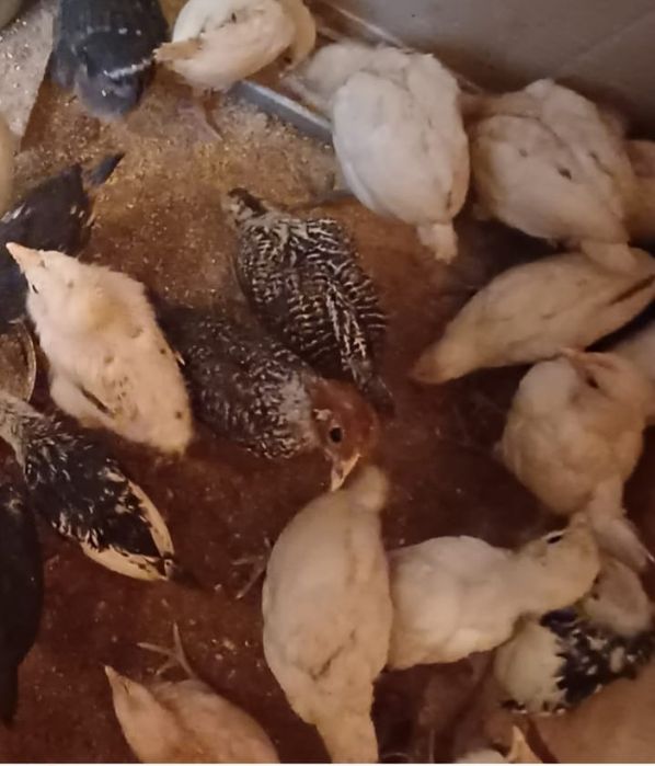 Pui de-aia de vanzare