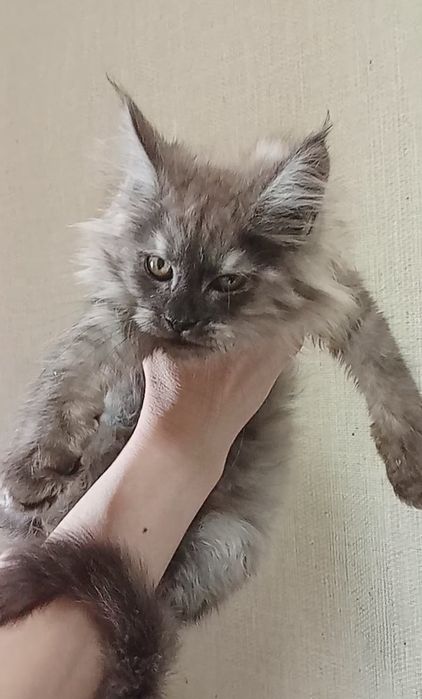 Будущие великаны