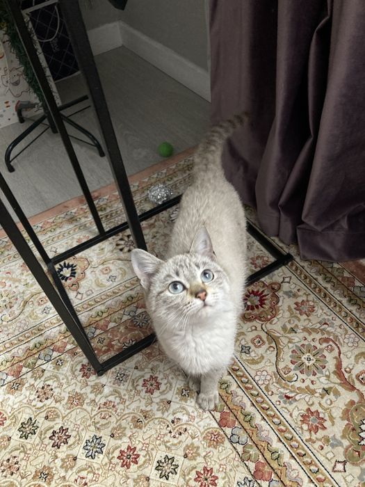 Котенок-девочка табби пойнт