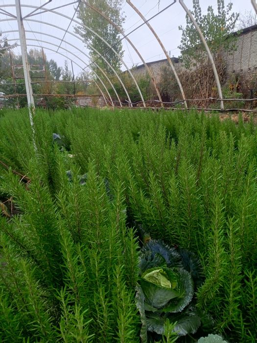 Розмарин ко'чатлар  Fargʻona