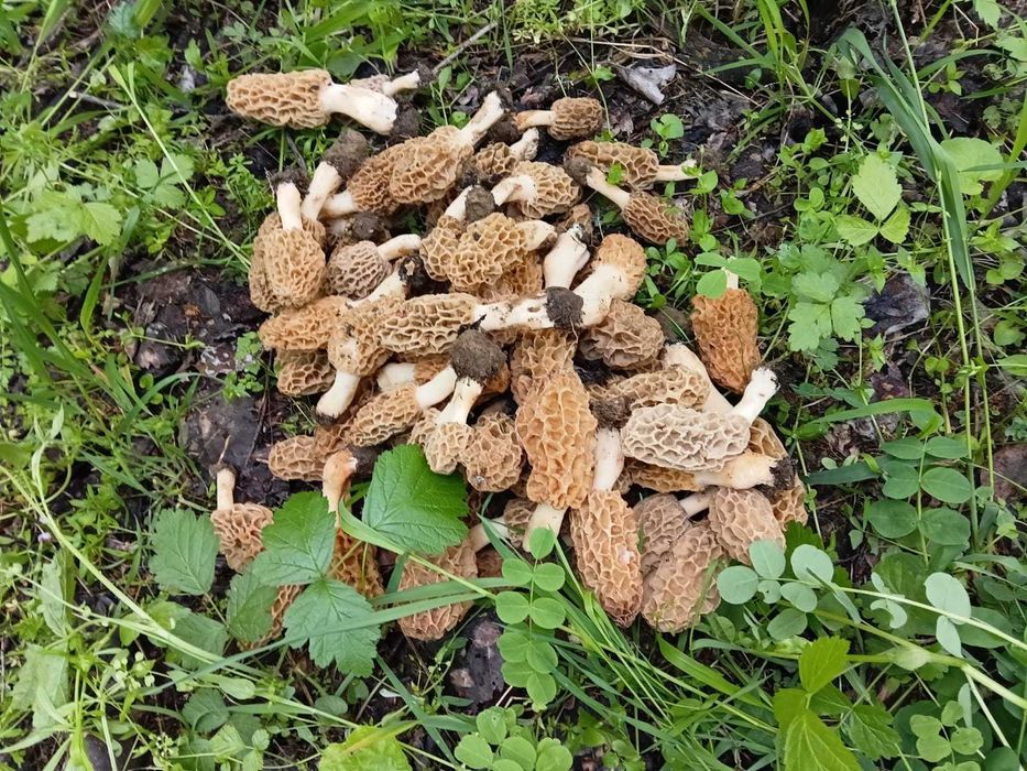 Zbarciogi morcela esculenta uscati