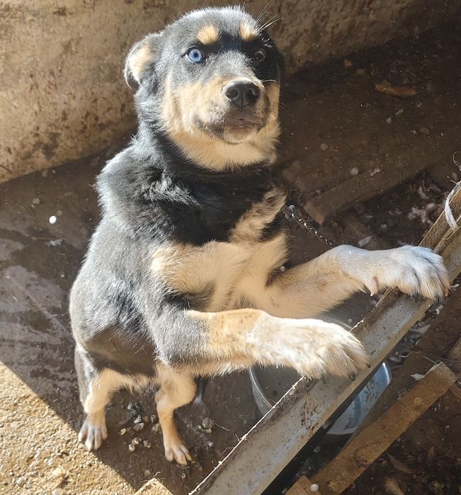 2 күшік сатылады