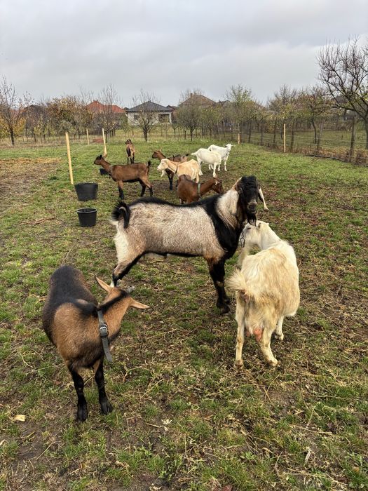 Vand Tap Anglonubian