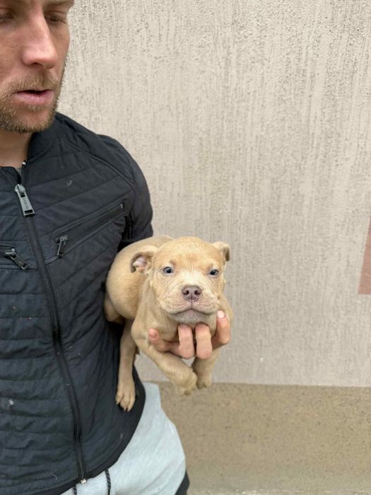 Покет були мъжки