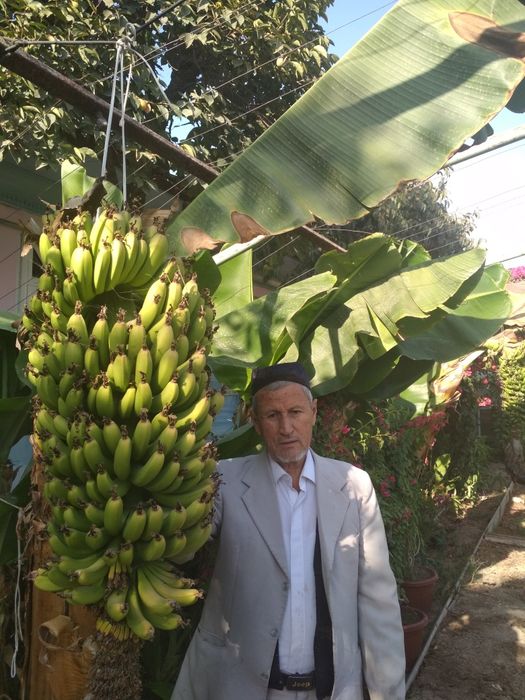 Банан кучати сотилади