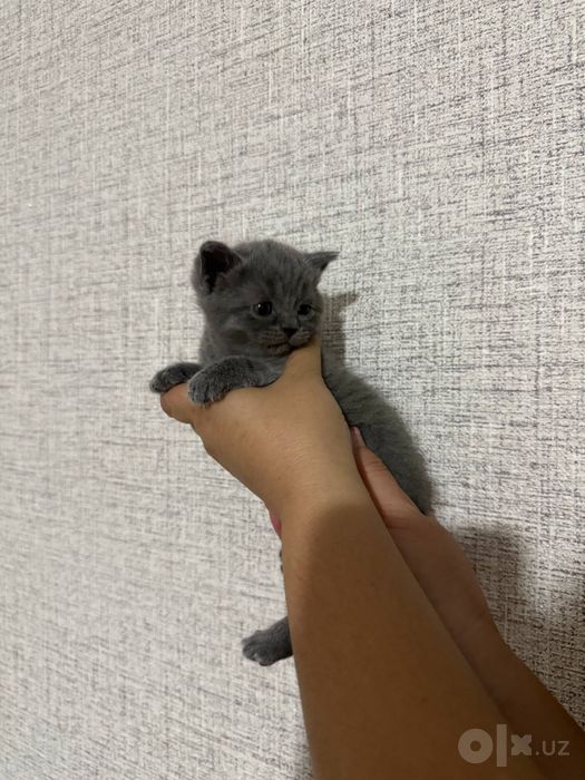Котята скоттиш-фолд и скотиш -страйт