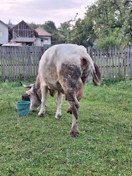 Vand vaca de taiat sau tinut