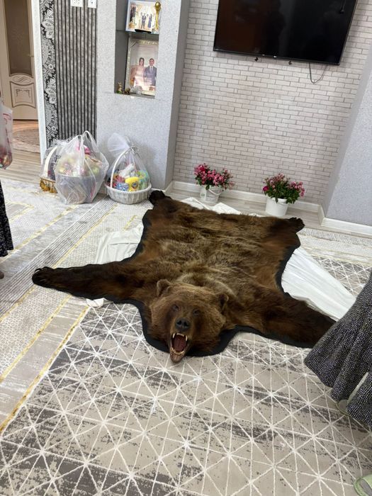 Ковёр из медвежьей шкуры