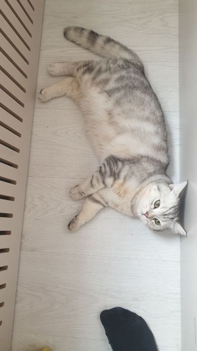 Mushuk sotiladi oʻgʻil bola mushuk