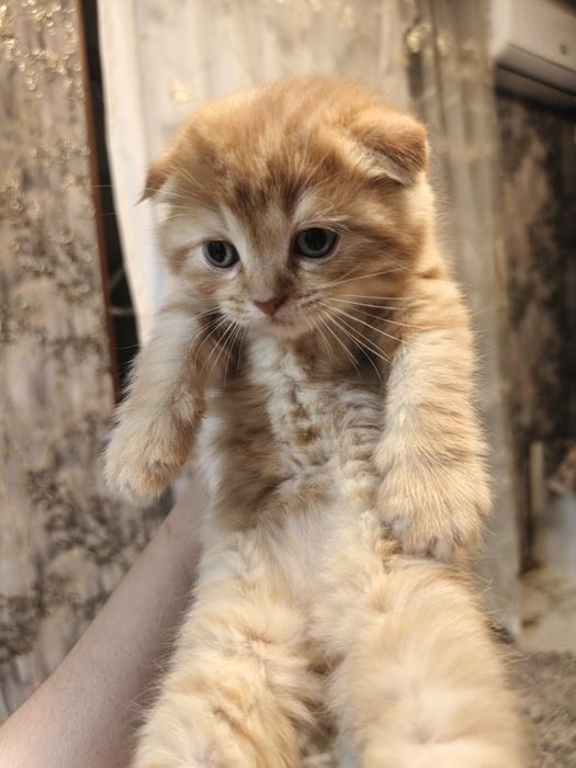 Шотландский фолд