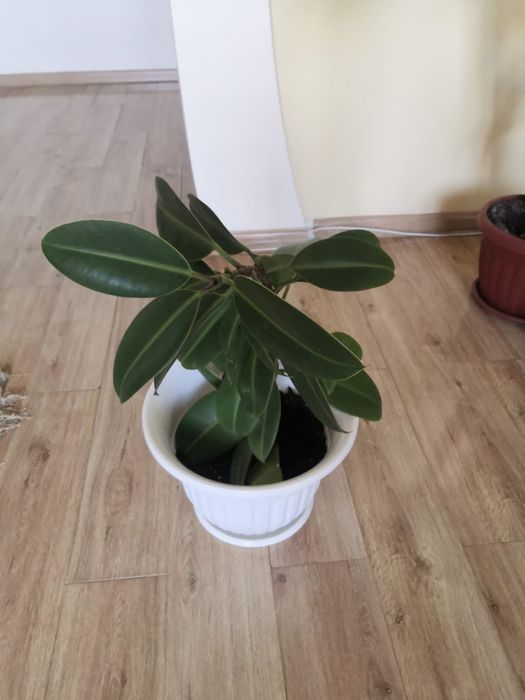 Денежное деревоо