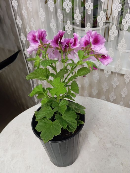 Продам королевскую пеларгонию