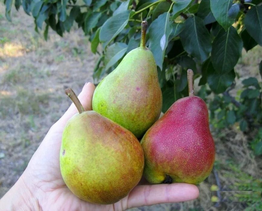 Саженцы плодовые