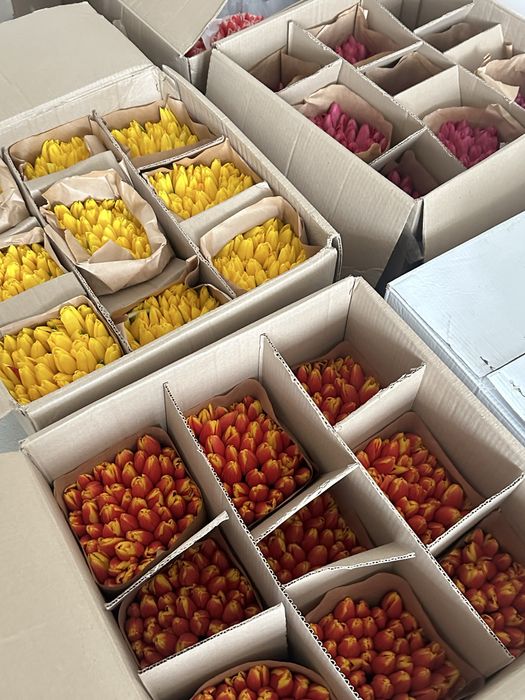 Тюльпаны для корпоратива на 8-ое число