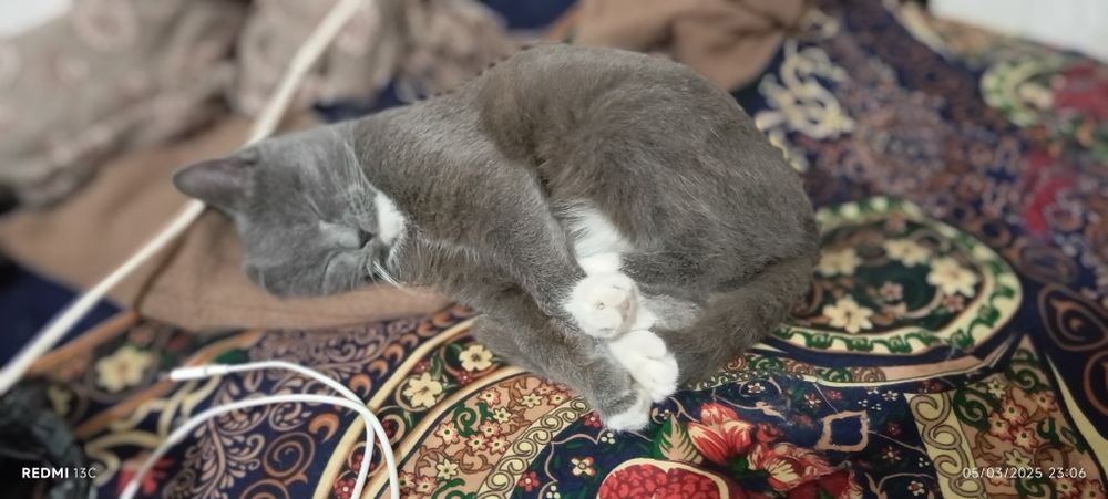 Shatladskiy Shinshela mushugi