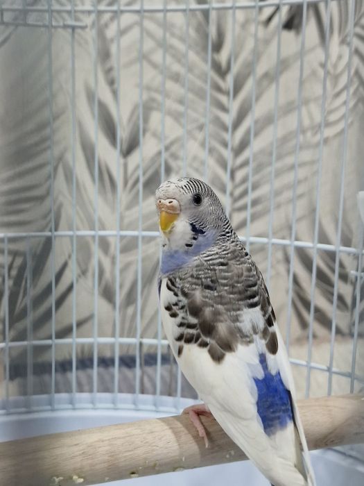 Продам волнистых попугаев