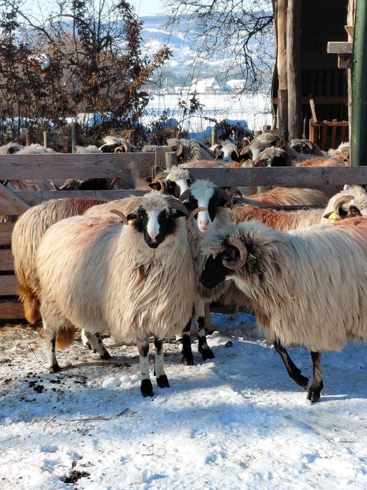 5 miori la prima fatare pentru pretentiosi