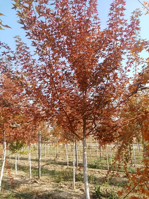 Клен краснолисный