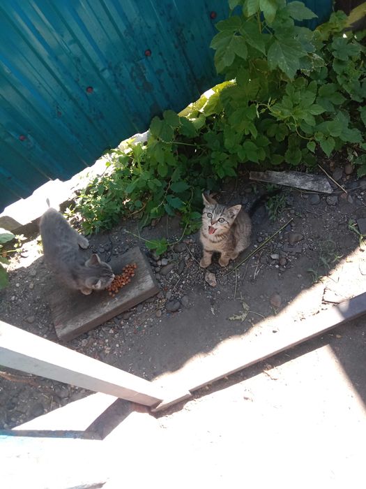Отдам котят бесплатно