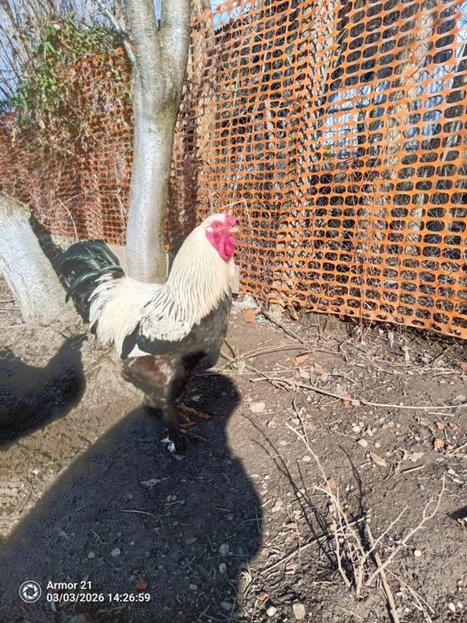 Cocosi diferite rase si dimensiuni