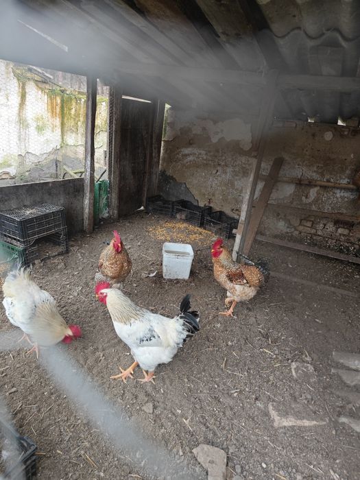 Токачки,Фазани,Петли,,японски кокошки,мускусни неми патици