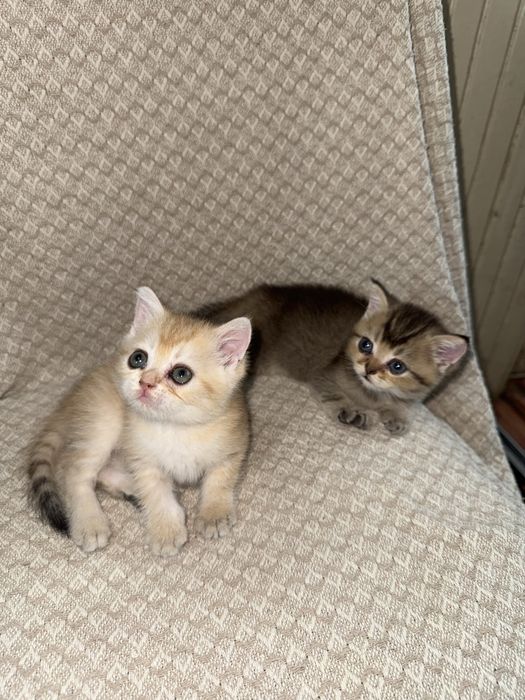Котята британские шиншиллы