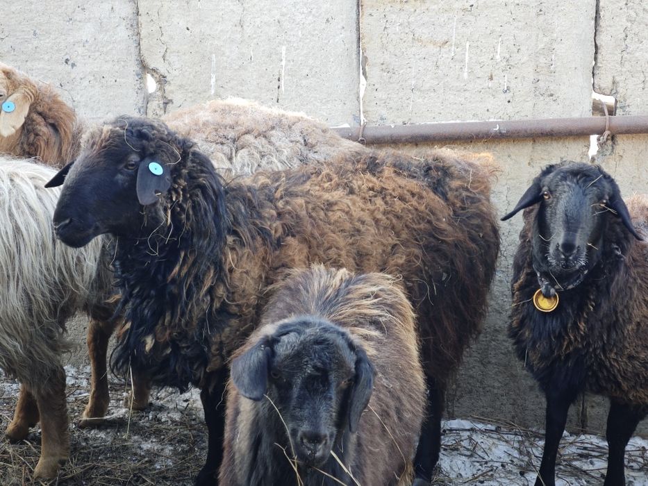 Овцы. Қойлар. Продам