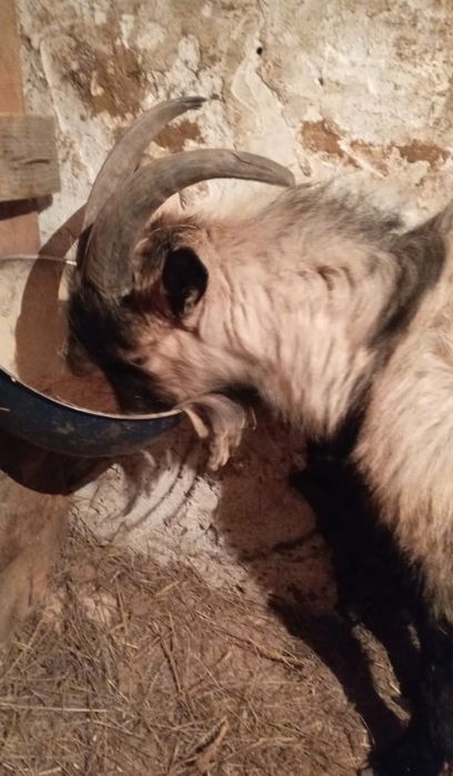 Альпийский козлик