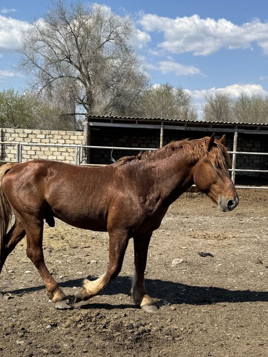 Айғыр сатылады 5 жасар