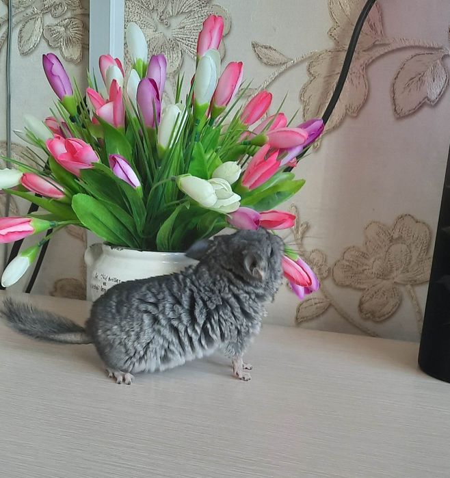 Продам маленькую шиншиллу