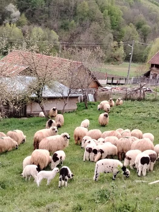 Vând 20 oi  cu lapte.