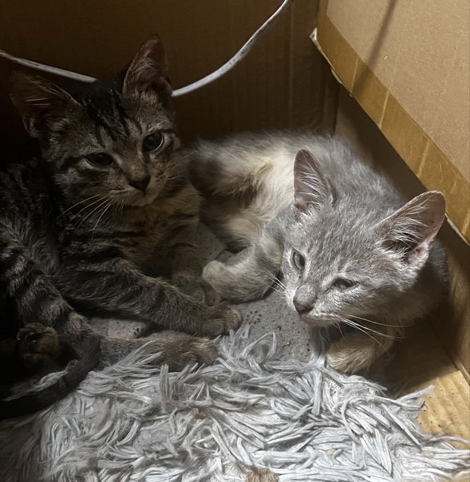 Котят бесплатно