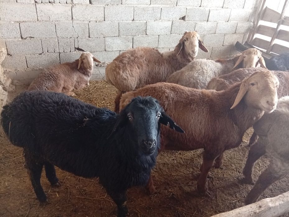 Қошқарлар сатылады.