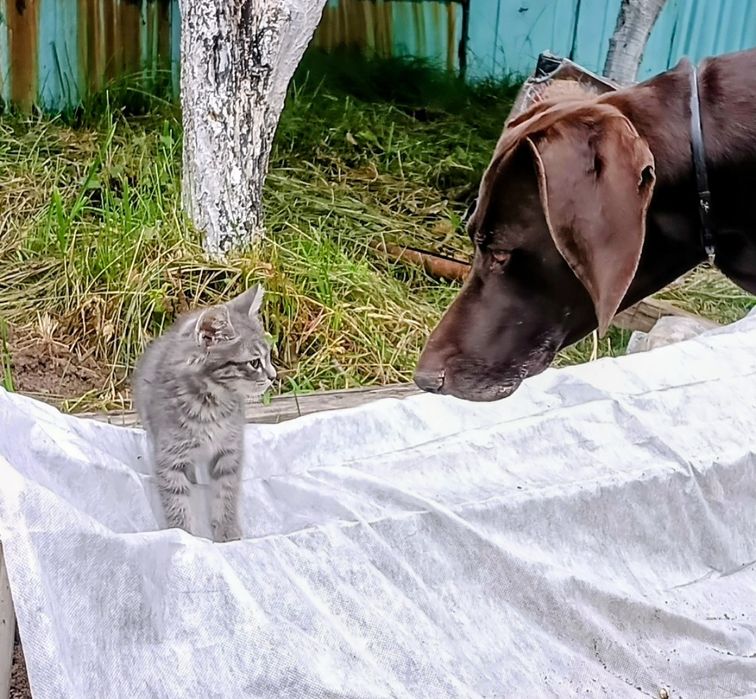 Котёнок подкидыш ищет дом