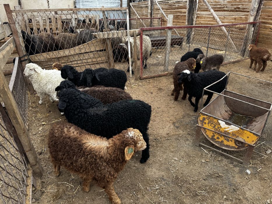 Оттыққан Қозылар Марқа қозылар