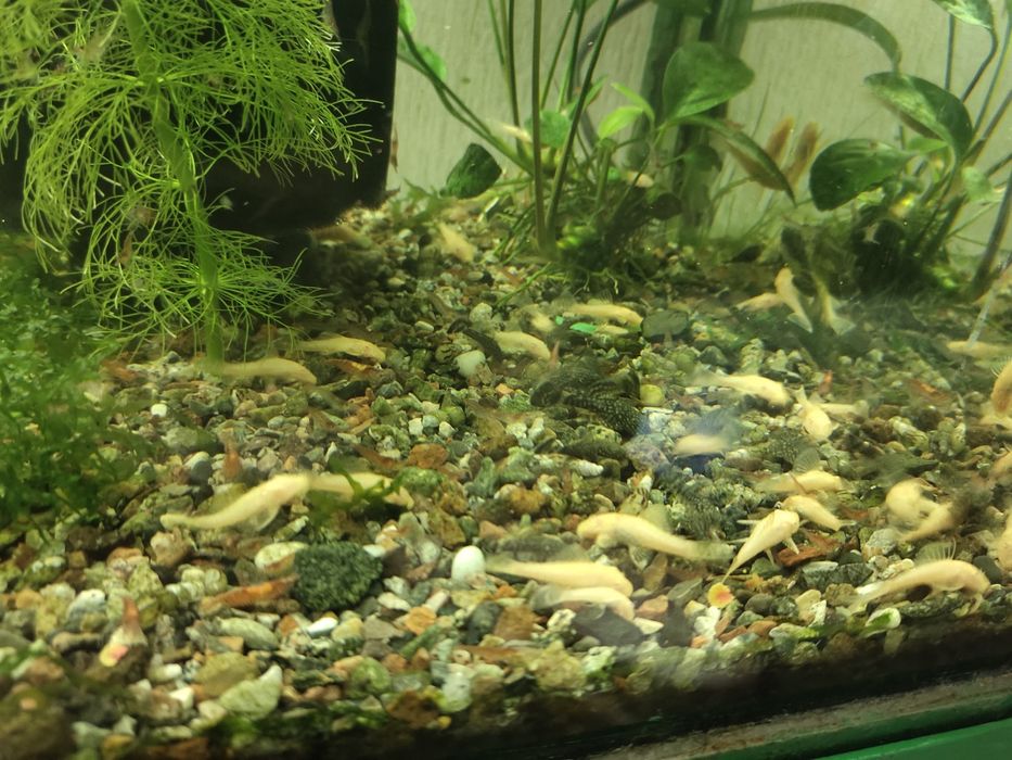 Аквариумных рыб анцыструсы