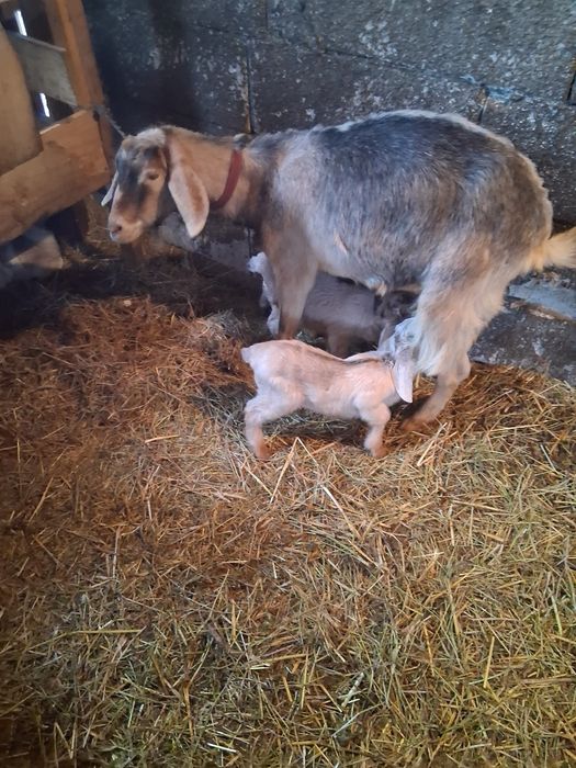 Disponibil tap 1 .5 ciut genetic !