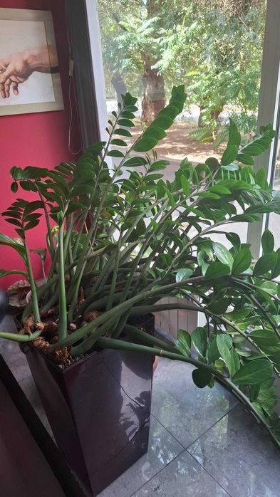 Замиокулькас, долларовое дерево