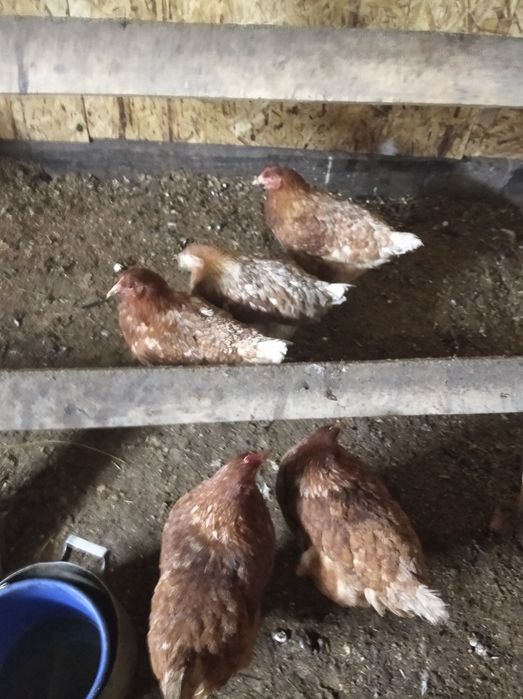 Кур Несушек порода родонит