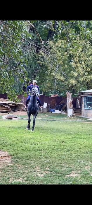 Шаухар. Чубар. шуар.байшубар