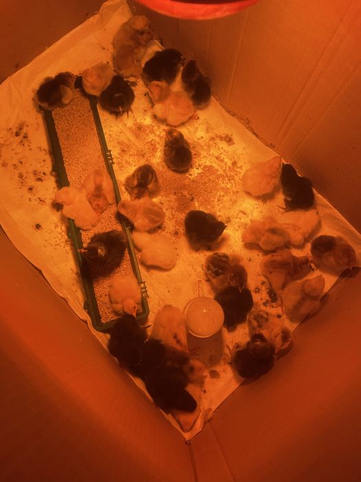 Vand pui de gaina varsta 10 zile