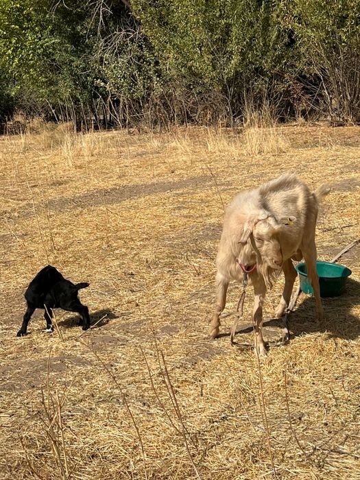 Продается Козёл. Теке сатылады срочно!