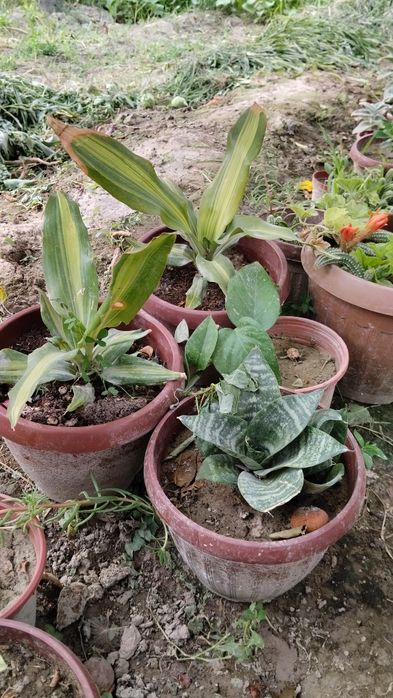 Xar xil turdagi gullar bor cheklanmagan soni narxini kelishamiz