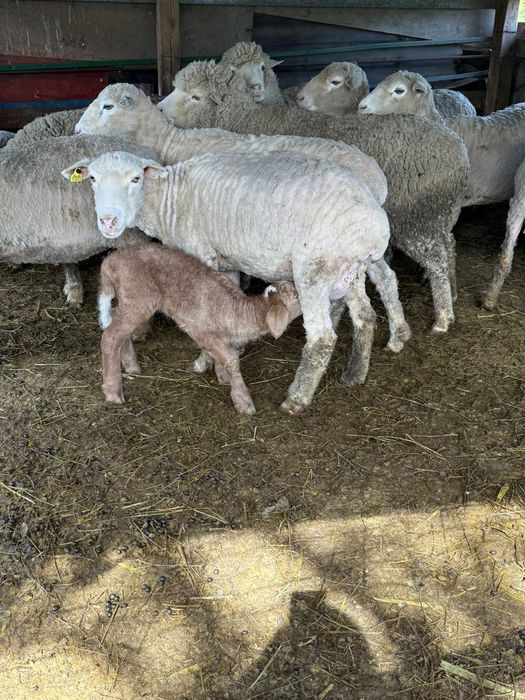 Продам Баранов с ягнятами