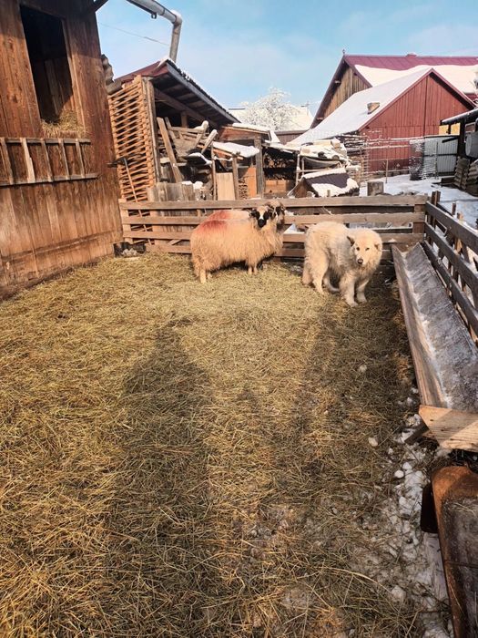 Vand sau schimb berbecut de anul trecut