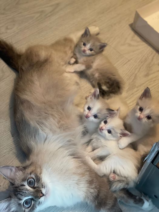Котята невской  маскарадной