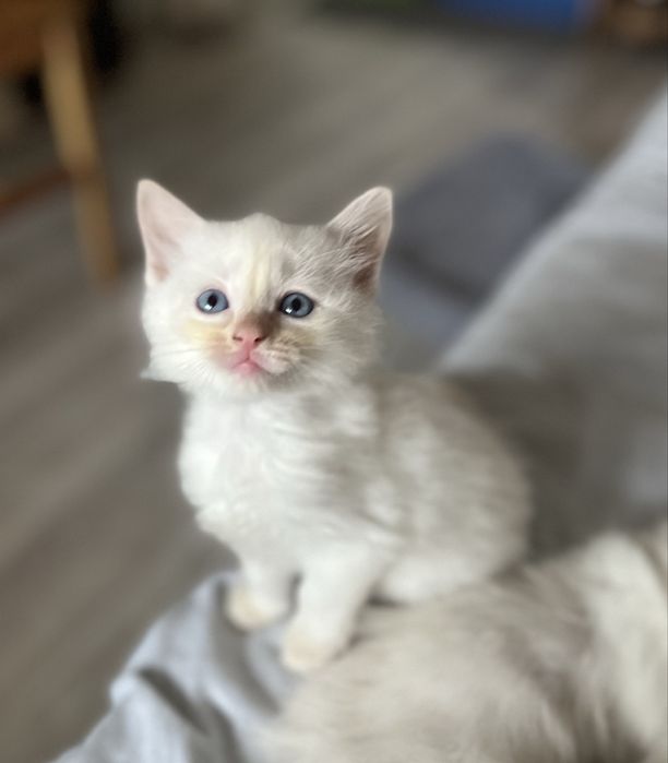 Motănel Ragdoll Flame Point