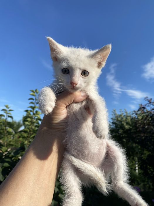 Котята в добрые и ответственные руки.